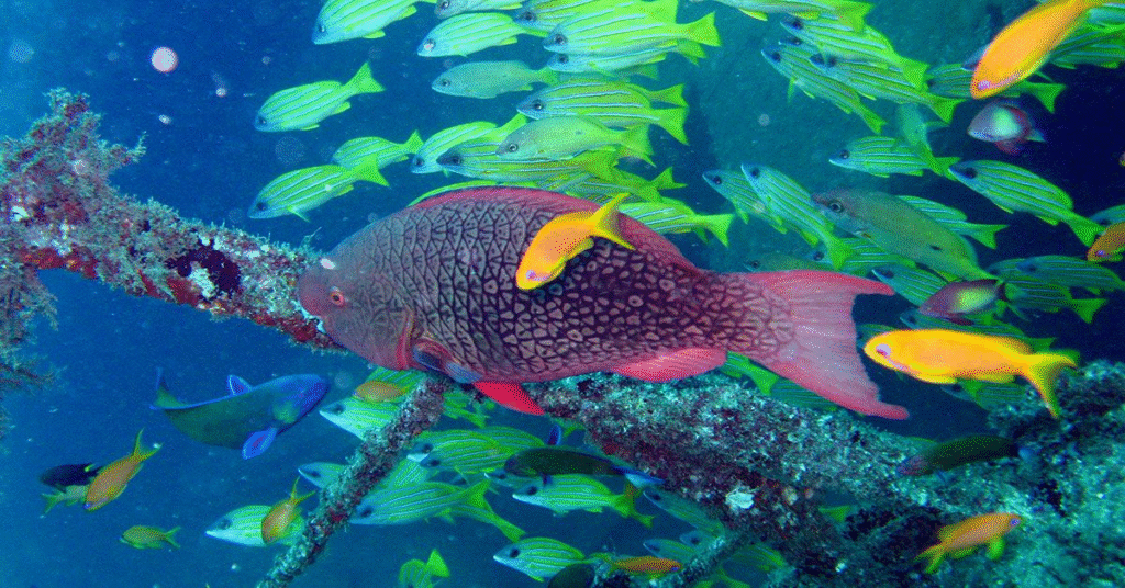 things to do oahu