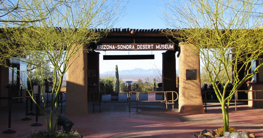things to do tucson