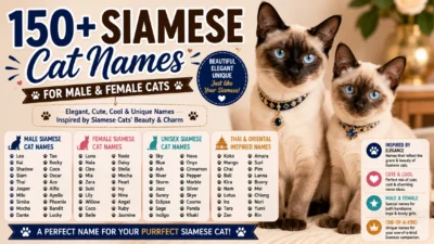 150+ Siamese cat names for male and female cats with cute, cool, elegant, and unique ideas
